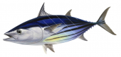 Swimming Skipjack Tuna,Katsuwonus pelamis|High Res Illustration by R. Swainston