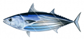 Skipjack Tuna,Katsuwonus pelamis.High Res Scientific illustration by Roger Swainston