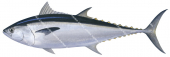 Longtail Tuna-1,Thunnus tonggol|High Res Scientific illustration by Roger Swainston