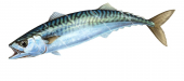 Swimming Atlantic Mackerel,Maquereau,Scomber scombrus|High Res Illustration by R. Swainston