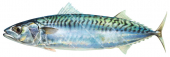 Atlantic Mackerel,Maquereau-3,Scomber scombrus|High Res Scientific illustration by Roger Swainston