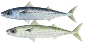 Two different colours of the Blue Mackerel,Scomber australasicus|High Res Illustration by R. Swainston