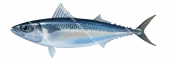 Chub Mackerel,Scomber japonicus|High Res Scientific illustration by Roger Swainston
