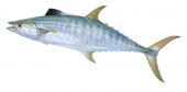 Swimming Grey Mackerel,Scomberomorus semifasciatus|High Res Scientific illustration by Roger Swainston