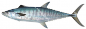 Grey Mackerel-2,Scomberomorus semifasciatus|High Res Illustration by R. Swainston