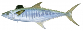 Grey Mackerel-3,Scomberomorus semifasciatus|High Res Scientific illustration by Roger Swainston