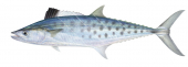 School Mackerel-3,Scomberomorus queenslandicus|High Res Illustration by R. Swainston