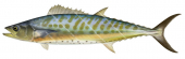 Shark Mackerel-4,Grammatorcynus bicarinatus|High Res Scientific illustration by Roger Swainston