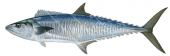 Spanish Mackerel-1,Scomberomorus commerson|High Res Scientific illustration by Roger Swainston