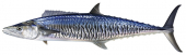 Spanish Mackerel-3,Scomberomorus commerson| Marine Images by Roger Anthony Swainston | Anima