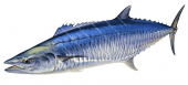 Swimming Spanish Mackerel,Scomberomorus commerson|High Res Illustration by R. Swainston