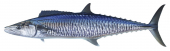 Spanish Mackerel-6,Scomberomorus commerson|High Res Scientific illustration by Roger Swainston