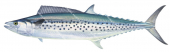 Spotted Mackerel-1,Scomberomorus munroi|High Res Scientific illustration by Roger Swainston