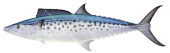 Spotted Mackerel-2,Scomberomorus munroi|High Res Scientific illustration by Roger Swainston