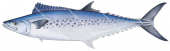 Spotted Mackerel-4,Scomberomorus munroi|High Res Scientific illustration by Roger Swainston