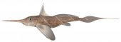 Bigspine Spookfish,Harriotta raleighana|High Res Scientific illustration by Roger Swainston