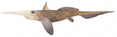 Pacific Spookfish, Rhinochimaera pacifica |High Res Scientific illustration by Roger Swainston