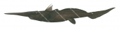 Paddlenose Spookfish,Rhinochimaera africana|High Res Illustration by R. Swainston