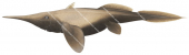 Smallspine Spookfish,Harriotta haeckeli|High Res Illustration by R. Swainston