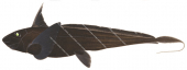 Longspine Chimaera,Chimaera macrospina|High Res Scientific illustration by Roger Swainston