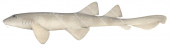 Blind Shark, Pale colour,Brachaelurus waddi|High quality scientific illustration by Roger Swainston