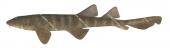 Blind Shark,dark colour,Brachaelurus waddi|High quality scientific illustration by Roger Swainston