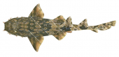 Dwarf Spotted Wobbegong,Orectolobus parvimaculatus|High quality scientific illustration by Roger Swainston