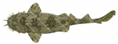 Spotted Wobbegong,Orectolobus maculatus|High Res Illustration by R. Swainston
