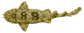Spotted Wobbegong3,Orectolobus maculatus,Roger Swainston,Animafish