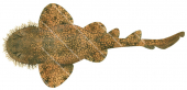 Tasselled Wobbegong,Eucrossorhinus dasypogon|High quality scientific illustration by Roger Swainston