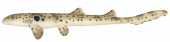 Epaulette Shark-2,Hemiscyllium ocellatum.High quality scientific illustration by Roger Swainston