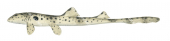 Epaulette Shark-3,Hemiscyllium ocellatum|High Res. marine image by R.Swainston