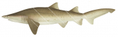 Grey Nurse Shark-2,Carcharias taurus|High quality scientific illustration by Roger Swainston