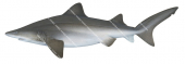 Sand Tiger Shark,Odontaspis ferox|High quality scientific illustration by Roger Swainston