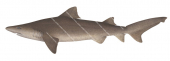 Sand Tiger Shark-2,Odontaspis ferox|High quality scientific illustration by Roger Swainston