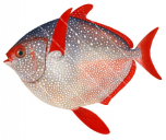 Bigeye Pacific Opah, Lampris megalopsis |High quality scientific illustration by Roger Swainston