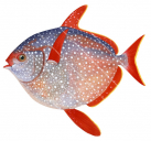 Southern Spotted Opah, Lampris australensis
