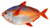 Southern Moonfish, Lampris immaculatus.Scientific fish illustration by Roger Swainston