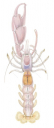 Pink Nipper,Trypaea australiensis|High Res Illustration by R. Swainston