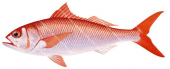 Pale Ruby Snapper,Etelis radiosus,High quality illustration by Roger Swainston