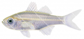 Port Jackson Glassfish,Ambassis jacksoniensis,High quality illustration by Roger Swainston