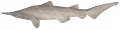 Goblin Shark-1,Mitsukurina owstoni,Roger Swainston