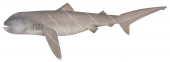 Megamouth Shark,Megachasma pelagios|High Res Illustration by R. Swainston