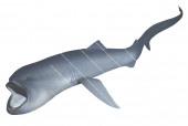 Swimming Megamouth Shark, Megachasma pelagios|High quality scientific illustration by Roger Swainston