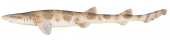 Banded Catshark ,Atelomycterus fasciatus|High Res marine image by R.Swainston