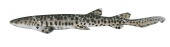 Blackspotted Catshark-1,Aulohalaelurus labiosus|High Res fish Illustration by R. Swainston