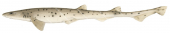 Palespotted Catshark,Asymbolus pallidus|Res Scientific illustration by Roger Swainston