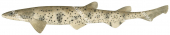 Variegated Catshark,Asymbolus submaculatus|High quality scientific illustration by Roger Swainston