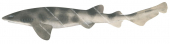 Whitefin Swellshark,Cephaloscyllium albipinnum|High quality scientific illustration by Roger Swainston