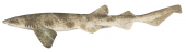 Draughtboard Shark,Cephaloscyllium laticeps|High quality scientific illustration by Roger Swainston